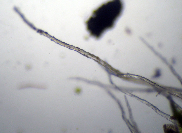 Muschio su tronco: Syntrichia ruralis?